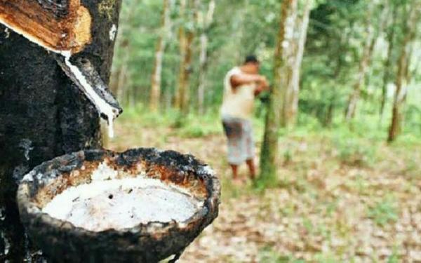 Petani Karet di Hulu Sungai Selatan Dapat Bantuan Subsidi Harga dari Pemprov Kalsel